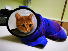 -瑞鹏宠物医院·骨科·猫科·内科(第一中心)