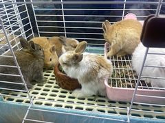 -花鸟鱼虫鲜花绿植市场(玉泉路店)