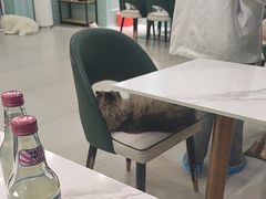 -安格丽娜·狗咖·猫咖羊驼咖(春熙路百盛商场店)