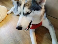 -Husky Go! 哈士奇体验馆·宠物咖啡厅狗咖