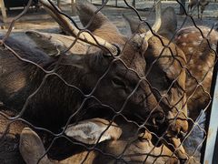 -长白岛森林公园