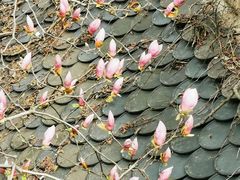 -证大大拇指广场(芳甸路店)