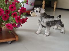 -天宠宠物医院24小时·急重症诊疗中心·全科·腔镜特色(和平分院)