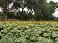 -西青郊野公园