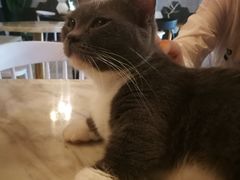 -猫爷宠物生活馆·撸猫馆