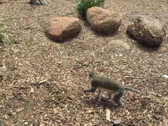 -威勒比开放式动物园