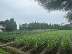 -乌村