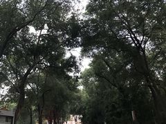 -白洋淀景区