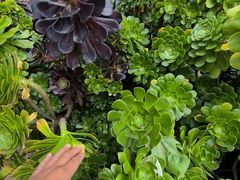 -墨尔本皇家植物园