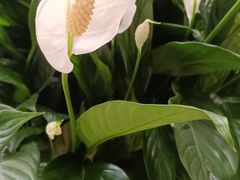 -杭州植物园