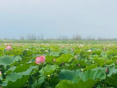 -野鸭湖国家湿地公园