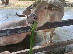 -海南热带野生动植物园