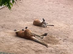 -石家庄市动物园