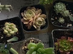 -万商花鸟市场
