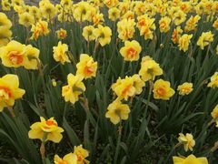 -洪湖湿地生态园