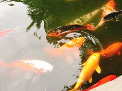 -温江公园
