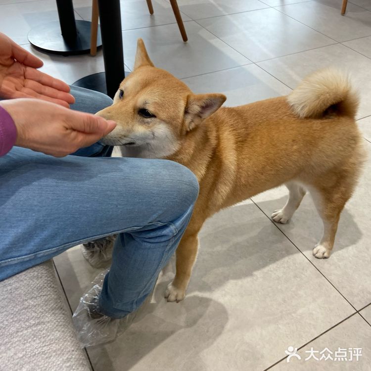 没有这个狗子是不会理你的！狗子们也很辛苦