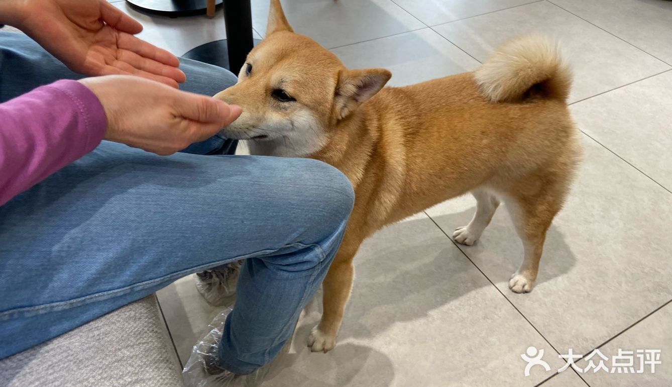 没有这个狗子是不会理你的!狗子们也很辛苦
