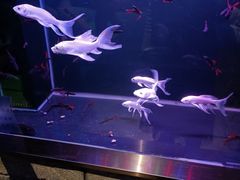 -zoonana室内动物园(东方福来德店)