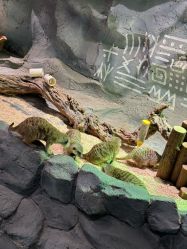 -Zoolung Zoolung动物主题公园(海信广场店)