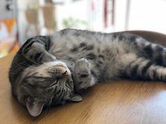 -平行世界·猫咖(首经贸店)