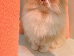 -More Fun猫咖 二十只万元加菲主题