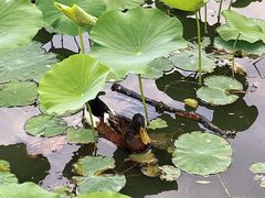-莲花池公园