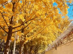 -三里屯东五街银杏大道