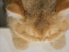 -猫十亿·布偶金渐层·曼基康矮脚猫舍(青年路店)