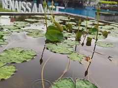 -逸廊大堂吧(三亚海棠湾万丽度假酒店)