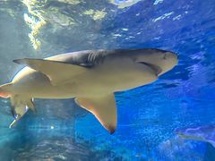 -烟台海昌鲸鲨海洋公园