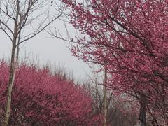 -滨湖塘西河公园