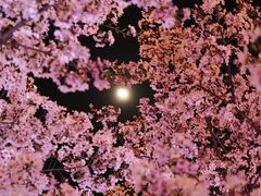 -花博汇(知音花月夜)