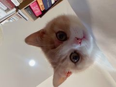 -momokira米努特·德文卷毛猫·棉花面纱犬