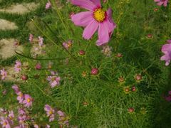 -武清南湖绿博园