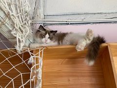 -喵屿·大理花园猫咖