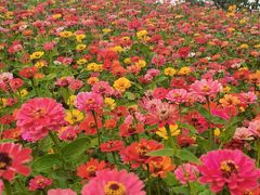 -迪茵湖田家舍生态农场