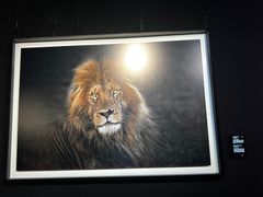 -罗红摄影艺术馆