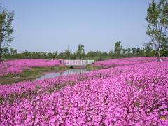 -花开海上生态园