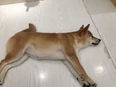 -浣熊柯尔鸭土拨鼠·电玩咖