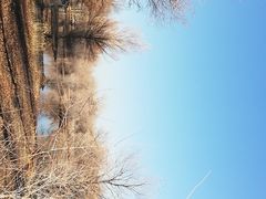 -金塔沙漠胡杨林景区