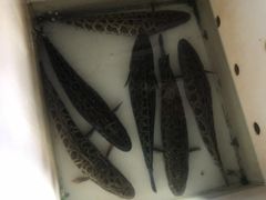 -重庆鸡公煲·青锅花椒鱼(牡丹江路店)
