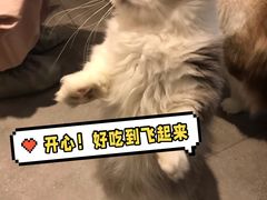 -飞行喵MR PILOT|猫舍·猫咖(静安大融城店)
