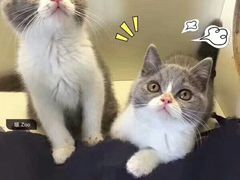 -喵zoo家庭繁育猫舍(尖东智能花园店)