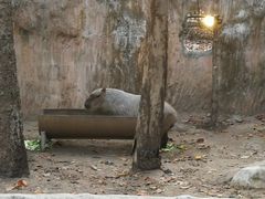-清迈夜间动物园