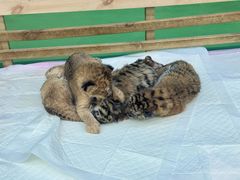 -栾川竹海野生动物园