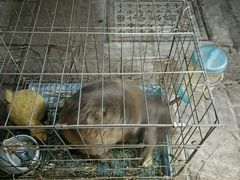 -志龙皇冠吃货椰子铺