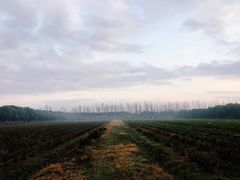 -海上花岛玫瑰园采摘