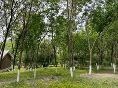 -大兴滨河森林公园