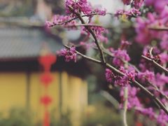-灵隐飞来峰景区